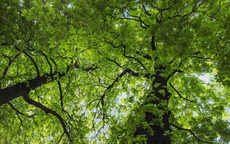 L’ESPANSIONE DELLE FORESTE IN EUROPA